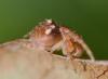 Araneus triguttatus